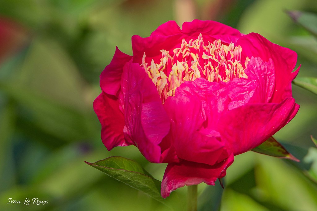 Jardin de Claude Monet - Giverny (27) - 2019