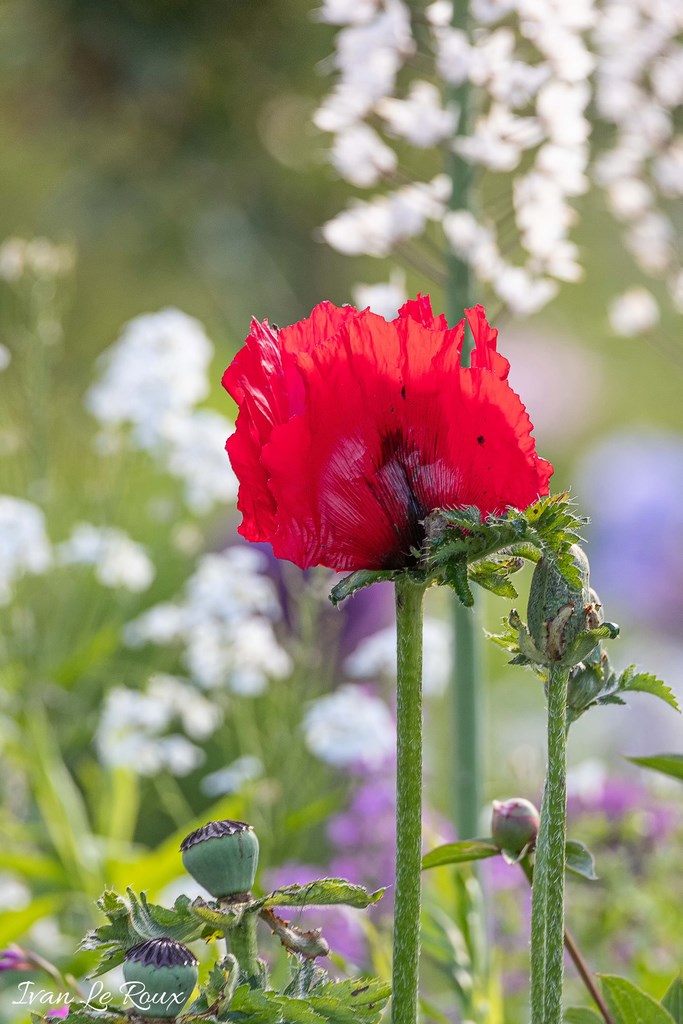 Jardin de Claude Monet - Giverny (27) - 2019