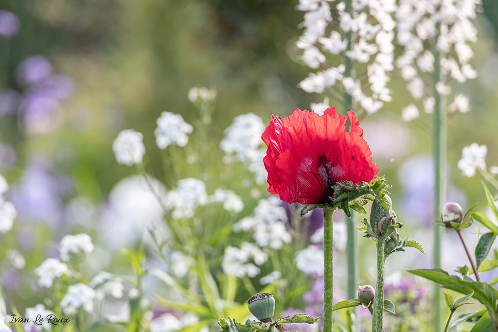 Jardin de Claude Monet - Giverny (27) - 2019