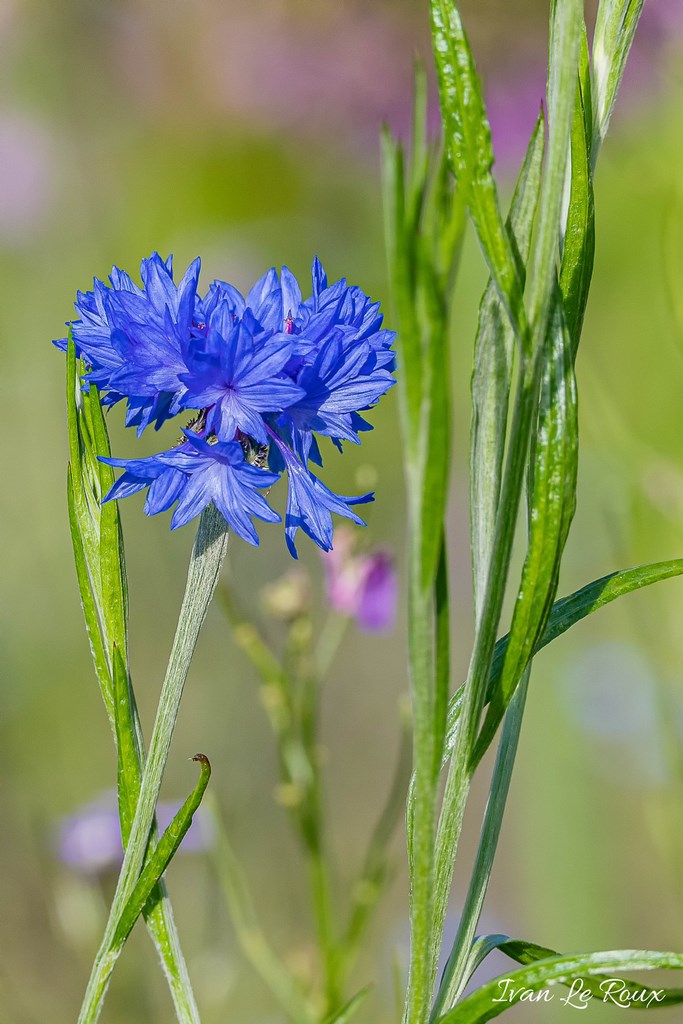 Jardin de Claude Monet - Giverny (27) - 2019