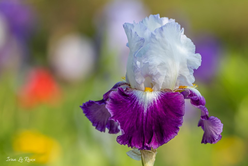 Jardin de Claude Monet - Giverny (27) - 2019
