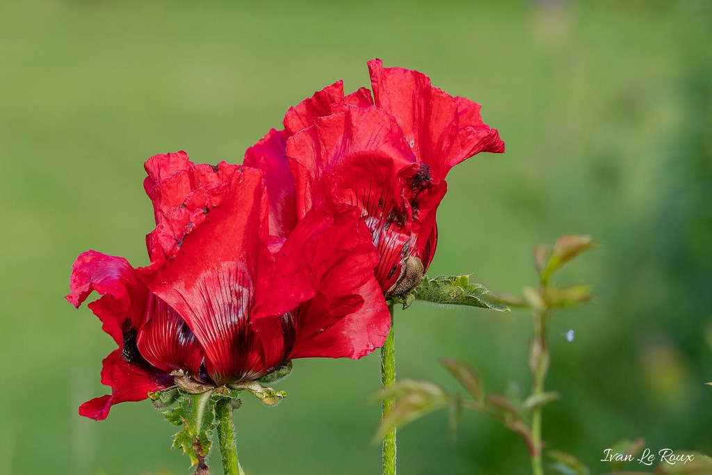 Jardin de Claude Monet - Giverny (27) - 2019