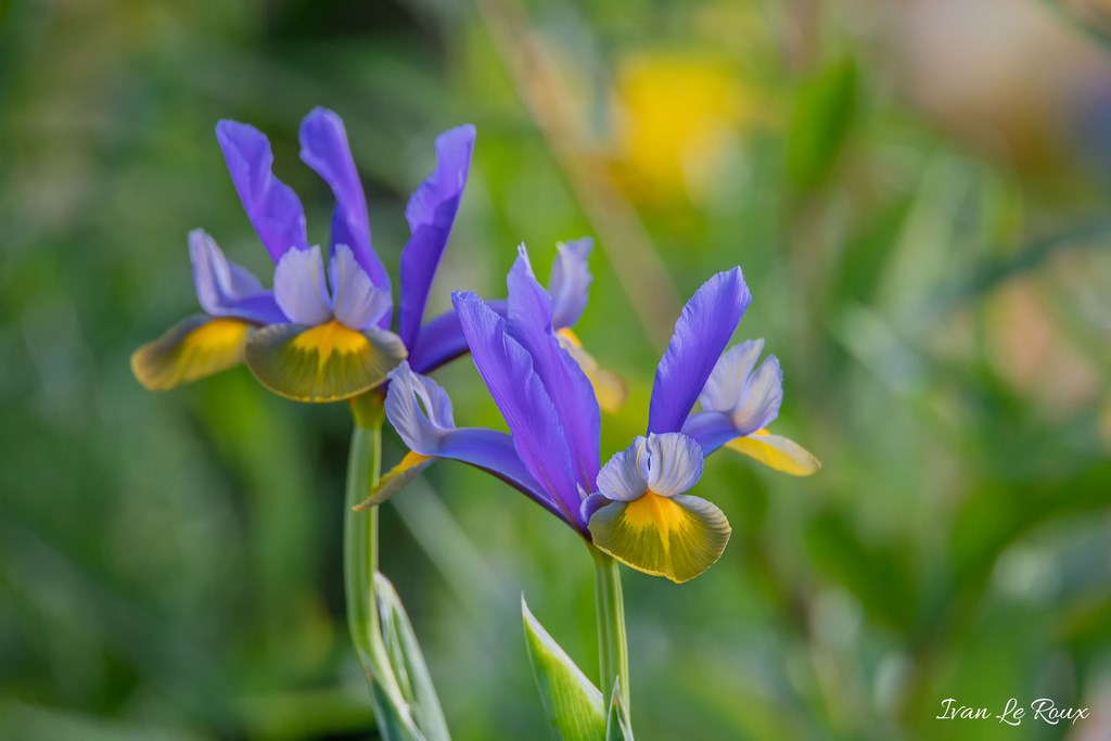 Jardin de Claude Monet - Giverny (27) - 2019