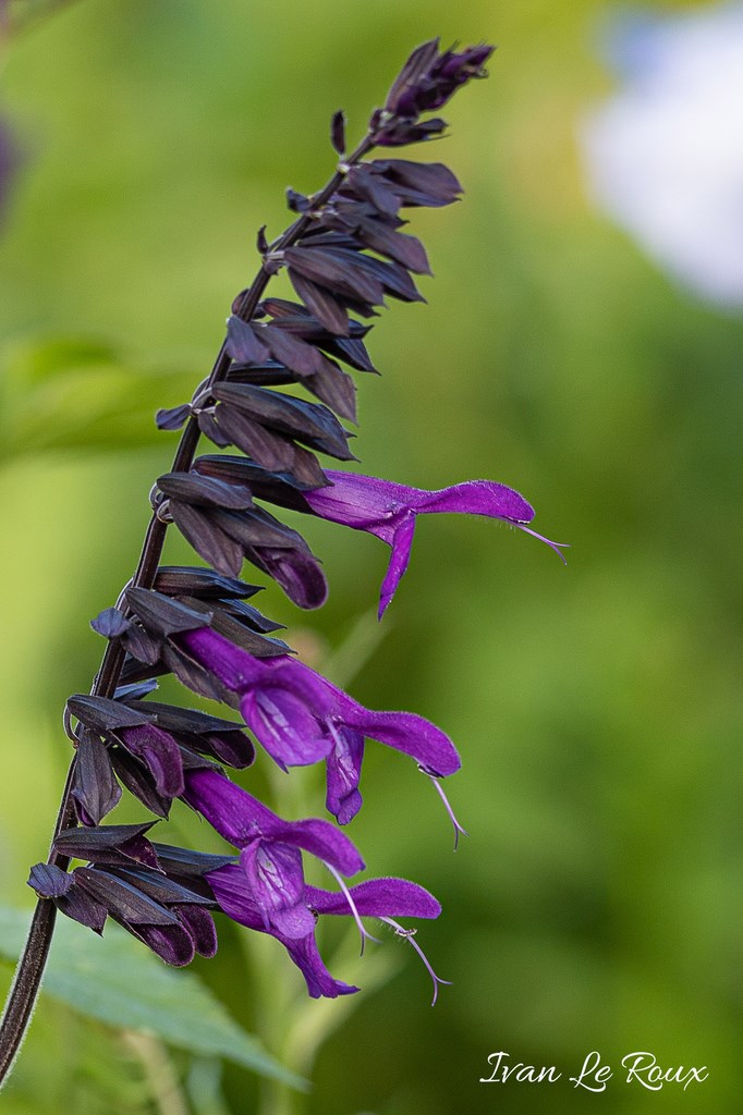 Jardin de Claude Monet - Giverny (27) - 2019