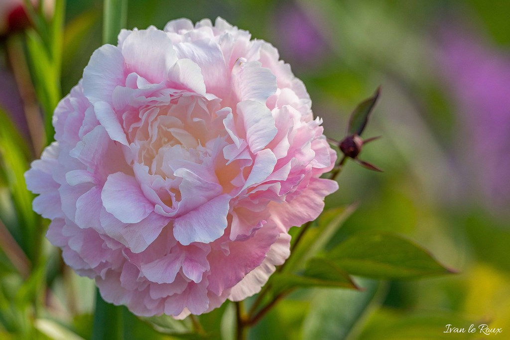 Jardin de Claude Monet - Giverny (27) - 2019