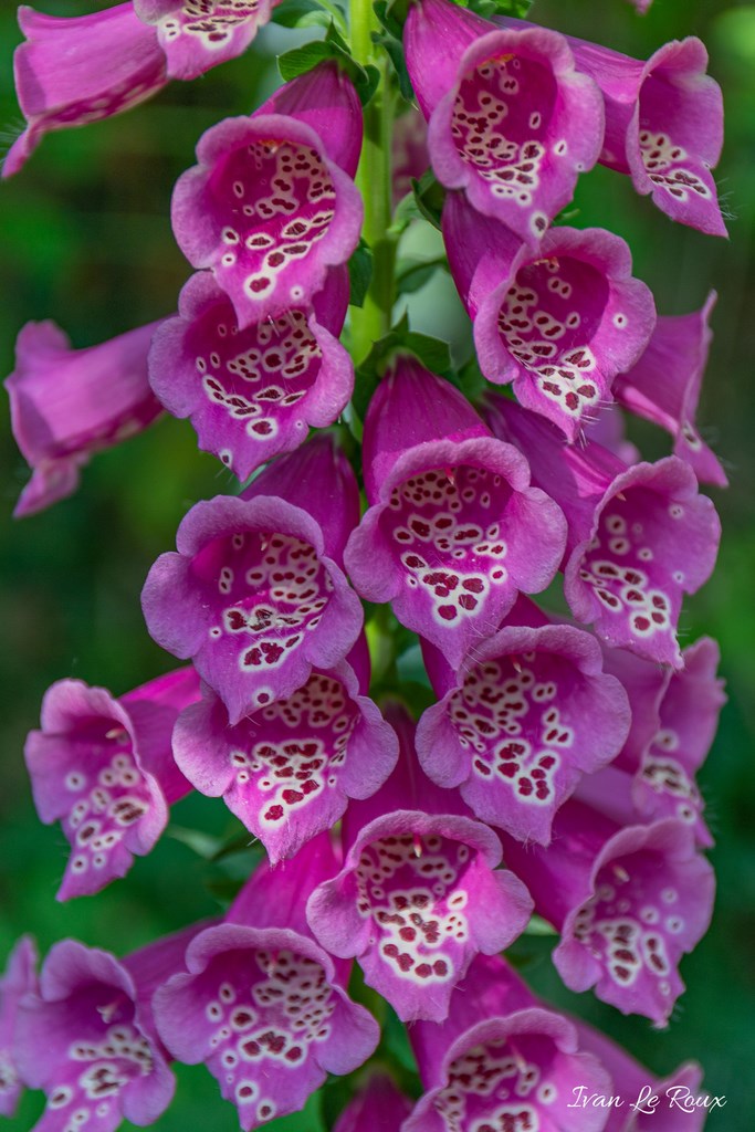 Jardin de Claude Monet - Giverny (27) - 2019