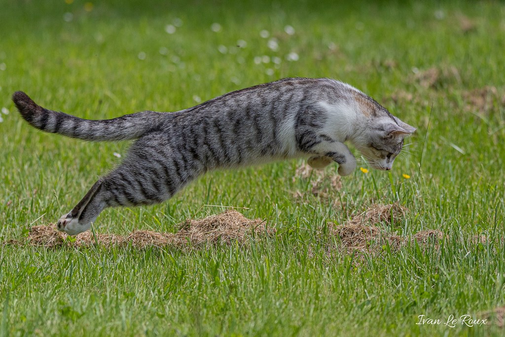 Charlie en action - 2019