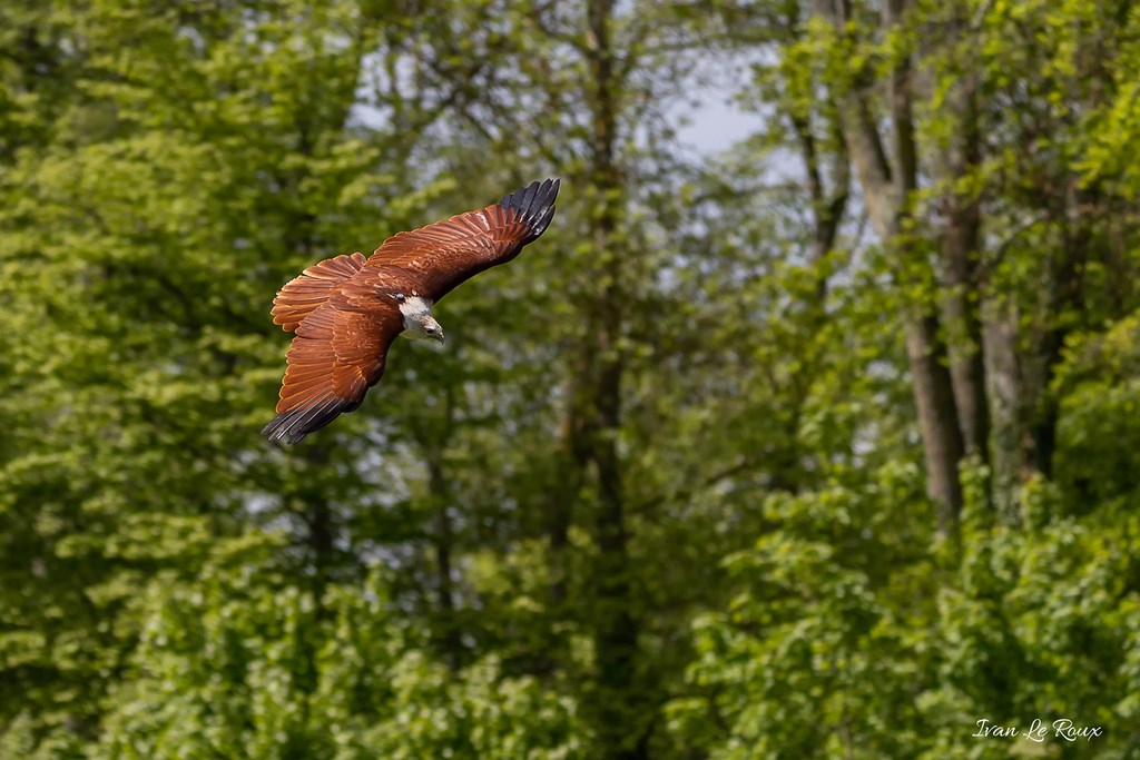 Milan de Brahme - Harcourt 2019