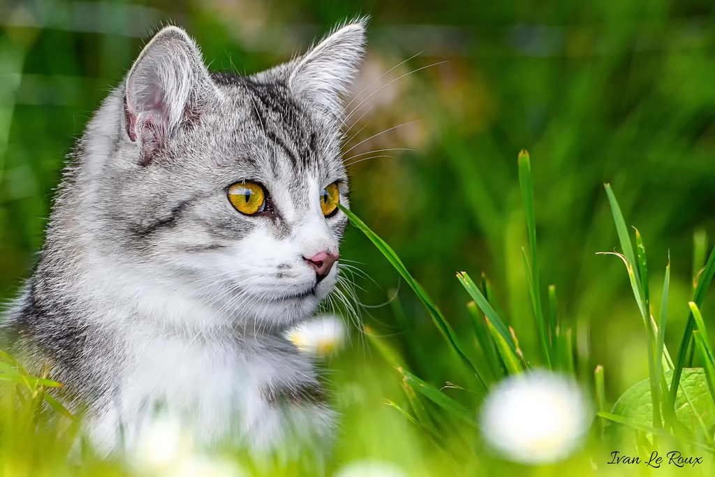 Charlie Le Chat - 2019