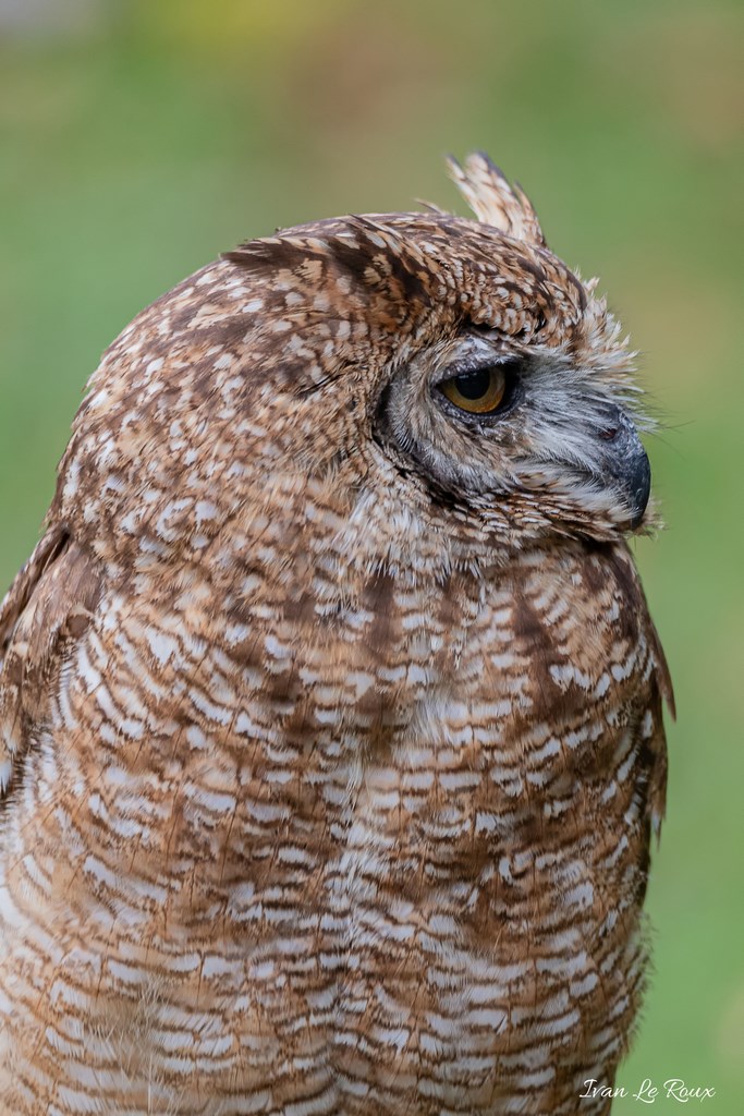 Hibou "Grand Duc" - 2019