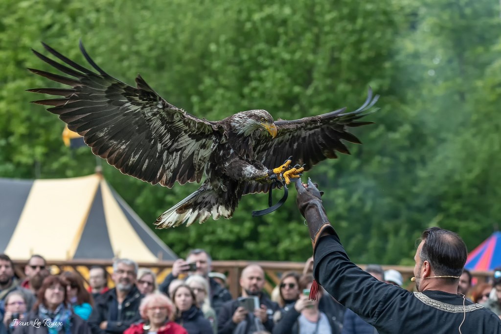 Pygargue ou Aigle pêcheur - Harcourt 2019