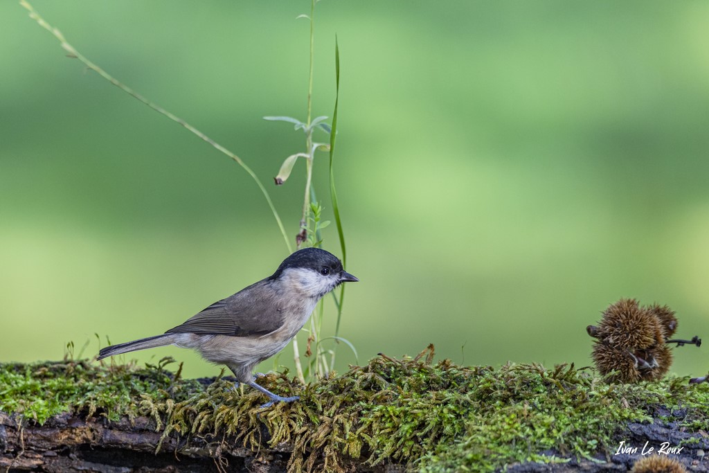La Mésange Nonnette et la Chataigne Collection Les Oiseaux du Jardin - 