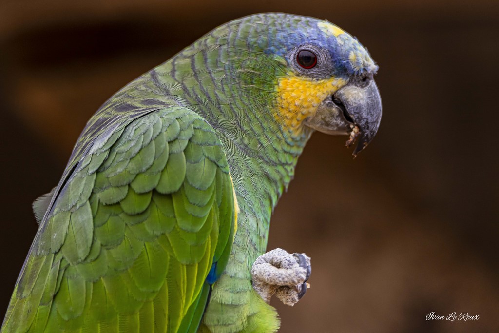 Zoo de Cerza - Amazone d'Aourou - 2020