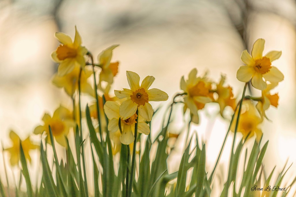 Jonquilles dans le jardin