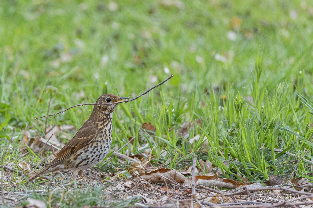 Grive Musicienne Collection Les Oiseaux du Jardin - 