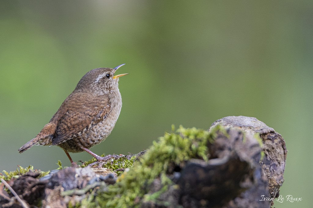 Troglodyte Mignon Collection Les Oiseaux du Jardin - 