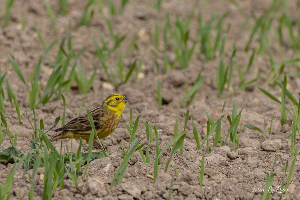 Bruant jaune Collection Les Oiseaux du Jardin - 