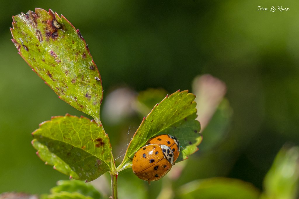 C'est le Printemps !!! - 2020