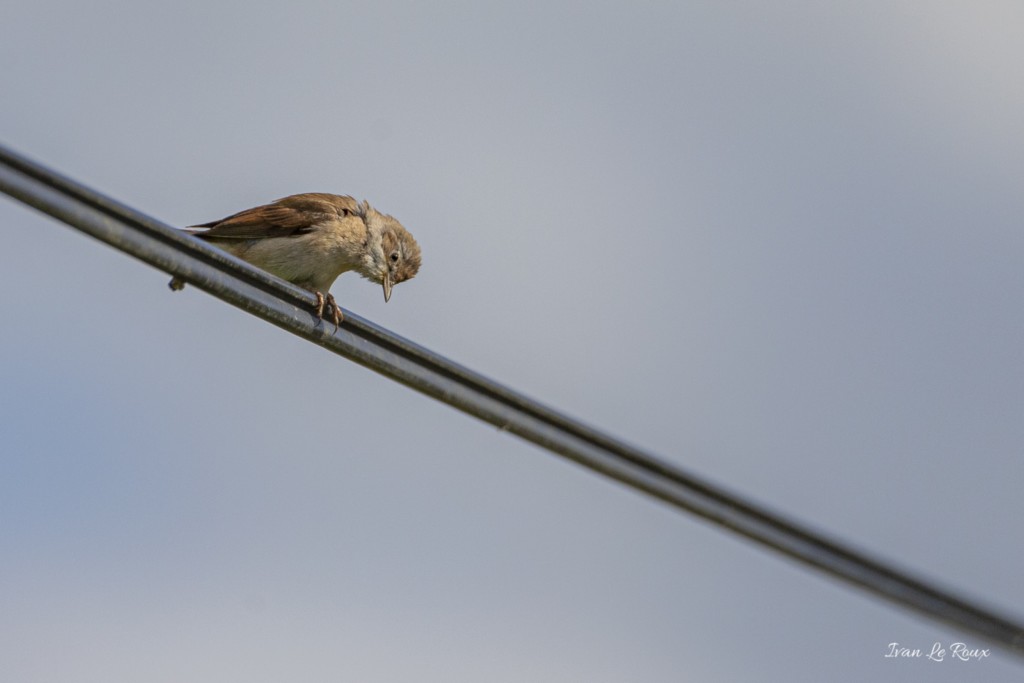 Fauvette des jardins