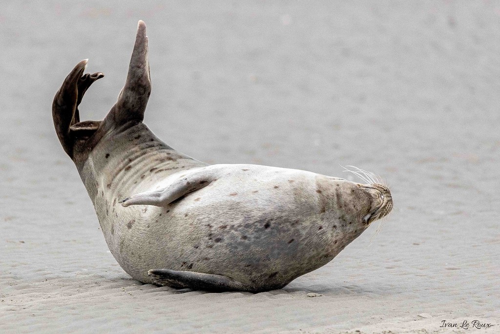 Phoque Veau marin  - Baie de Somme