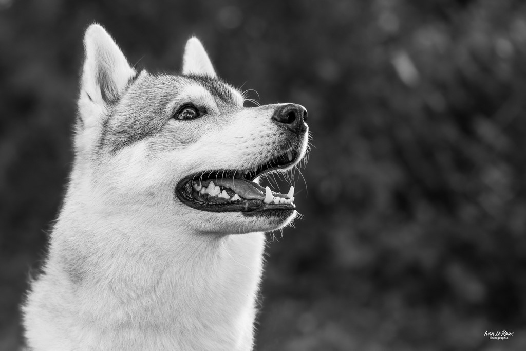 Noir et blanc Husky - Beaumont-le-Roger (27) - 2023 - Canon EOS R7 ,Ivan Le Roux Ilr photographie