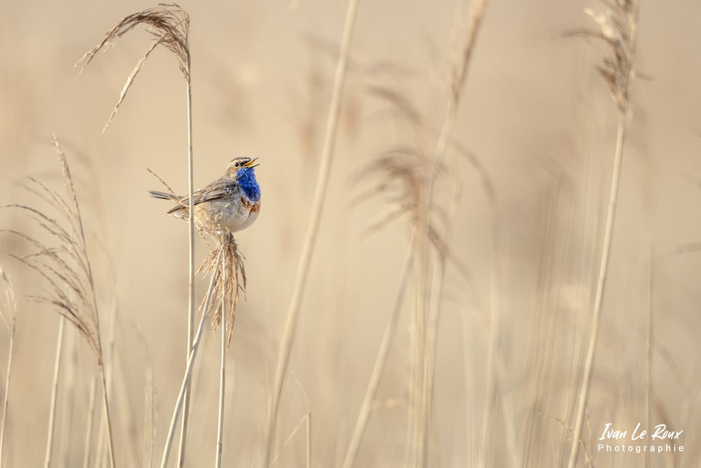 "PRIX DE LA VILLE DU HAVRE" SPOT NATURE 2022 -(Gorgebleue dans la Roselière de l'Estuaire de la Seine (76) - 2022 - Ivan Le Roux Photographe animalier Normandie