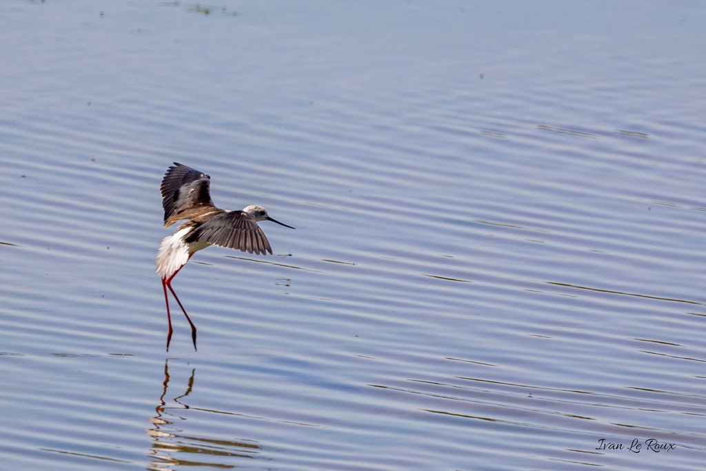 Echasse Blanche - Réserve Ornithologique du Grand Laviers (80) - 2020