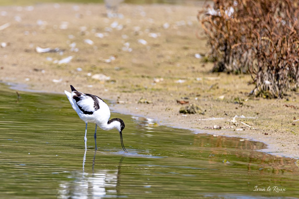 Avocette Elégante - Réserve Ornithologique du Grand Laviers (80) - 2020