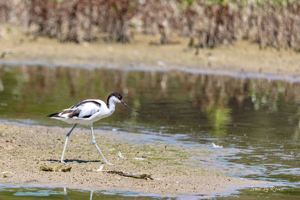 Avocette Elégante