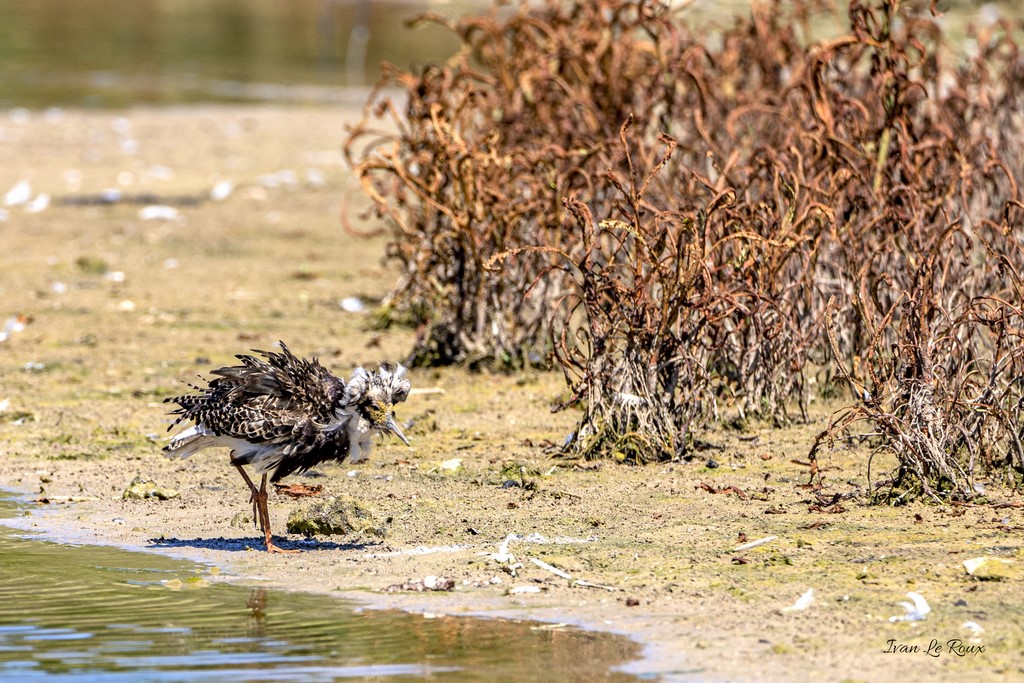 Combattant Varié - Réserve Ornithologique du Grand Laviers (80) - 2020