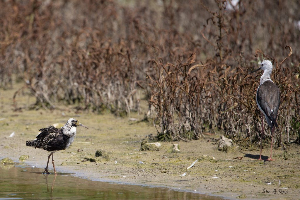 Combattant Varié et Echasse Blanche - Réserve Ornithologique du Grand Laviers (80) - 2020