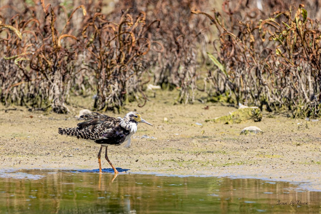 Combattant Varié - Réserve Ornithologique du Grand Laviers (80) - 2020