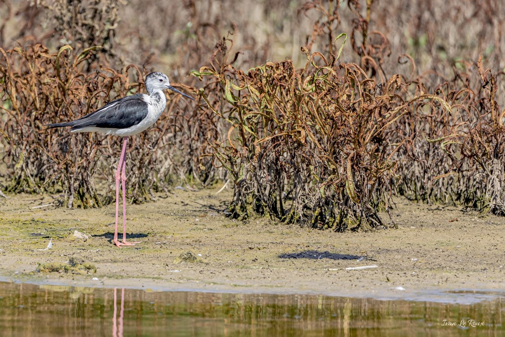Echasse Blanche - Réserve Ornithologique du Grand Laviers (80) - 2020