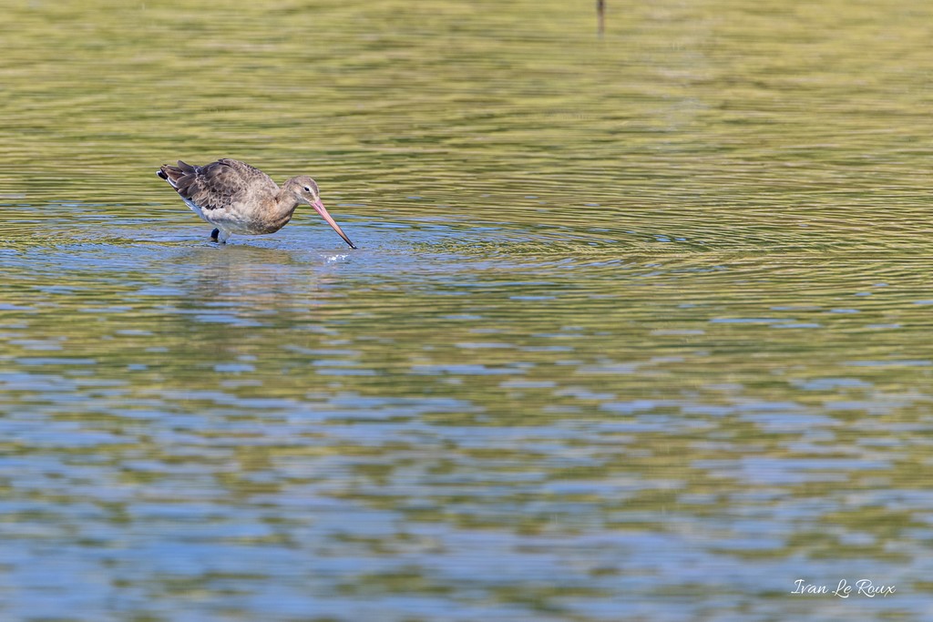Barge à Queue noire - Réserve Ornithologique du Grand Laviers (80) - 2020
