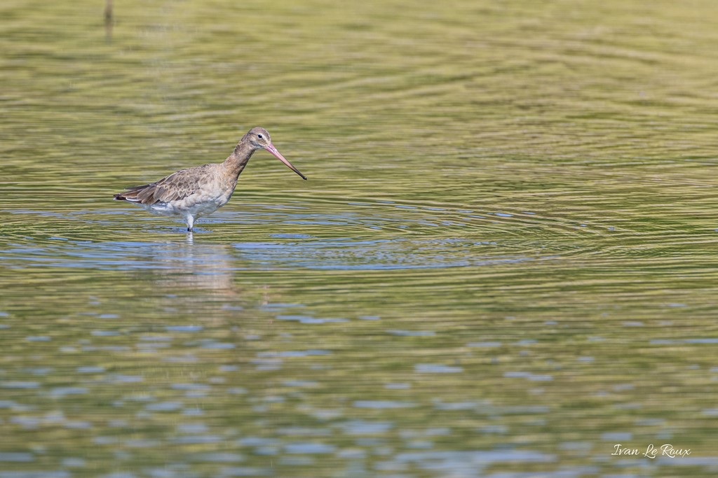 Barge à Queue noire - Réserve Ornithologique du Grand Laviers (80) - 2020