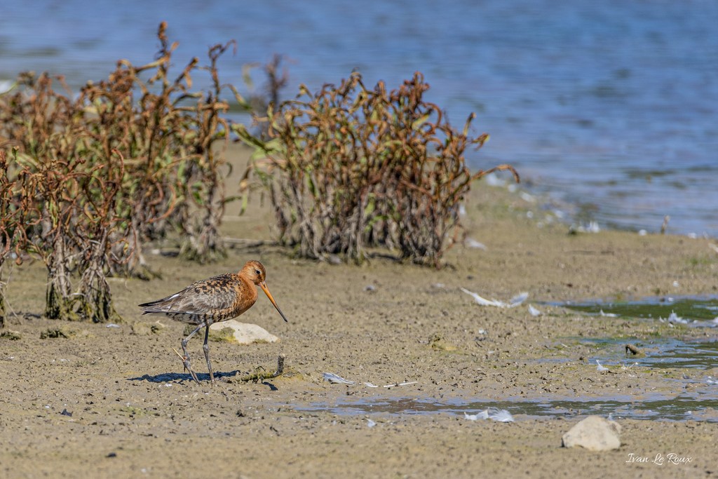 Barge à Queue noire avec plumage nuptial