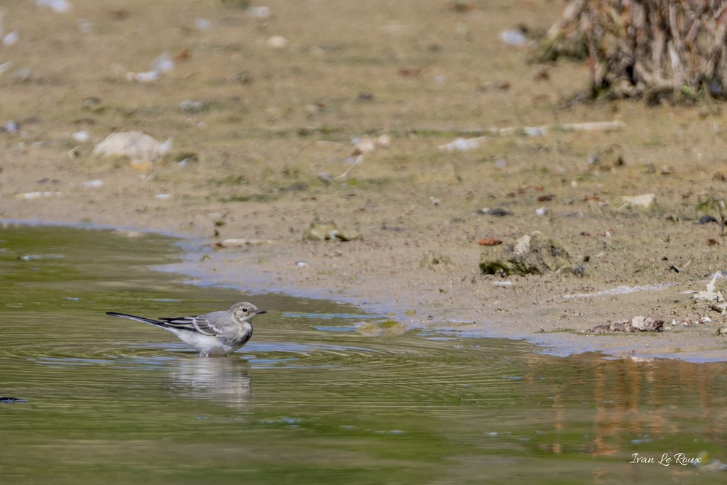 Bergeronnette Printanière - Réserve Ornithologique du Grand Laviers (80) - 2020