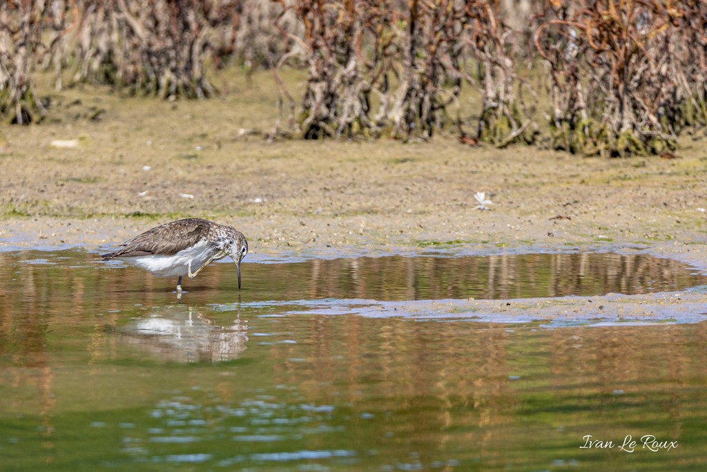 Chevalier Guignette - Réserve Ornithologique du Grand Laviers (80) - 2020