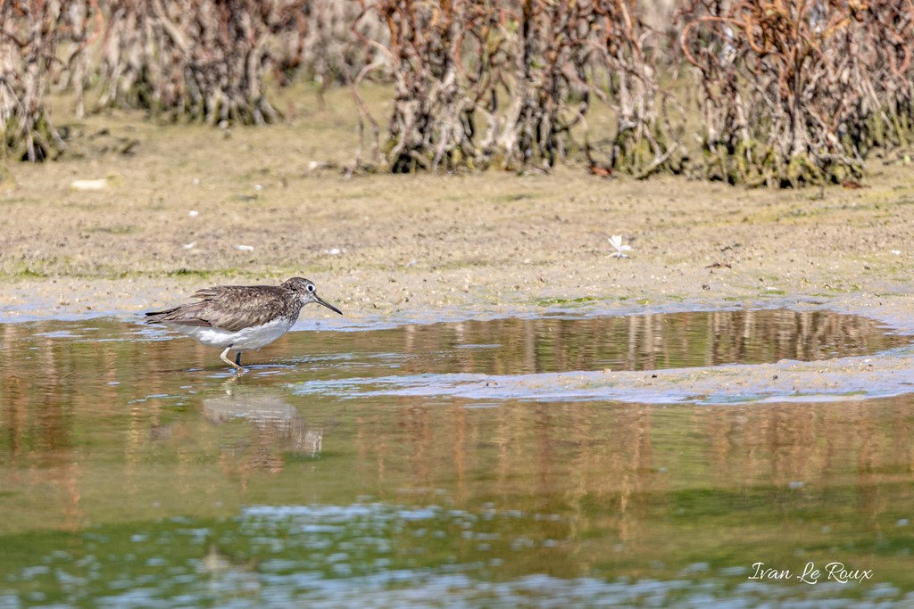 Chevalier Guignette - Réserve Ornithologique du Grand Laviers (80) - 2020