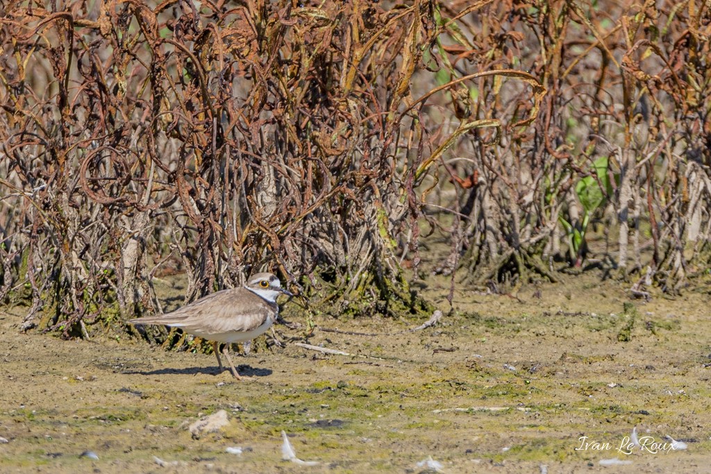Gravelot à collier interrompu - Réserve Ornithologique du Grand Laviers (80) - 2020