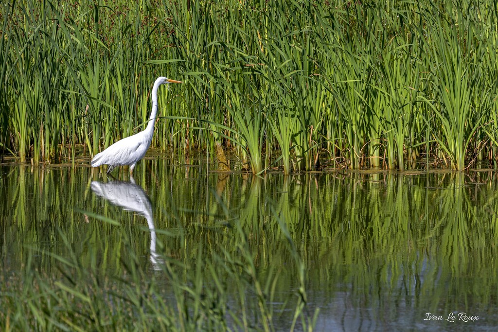 Grande Aigrette - Réserve Ornithologique du Grand Laviers (80) - 2020