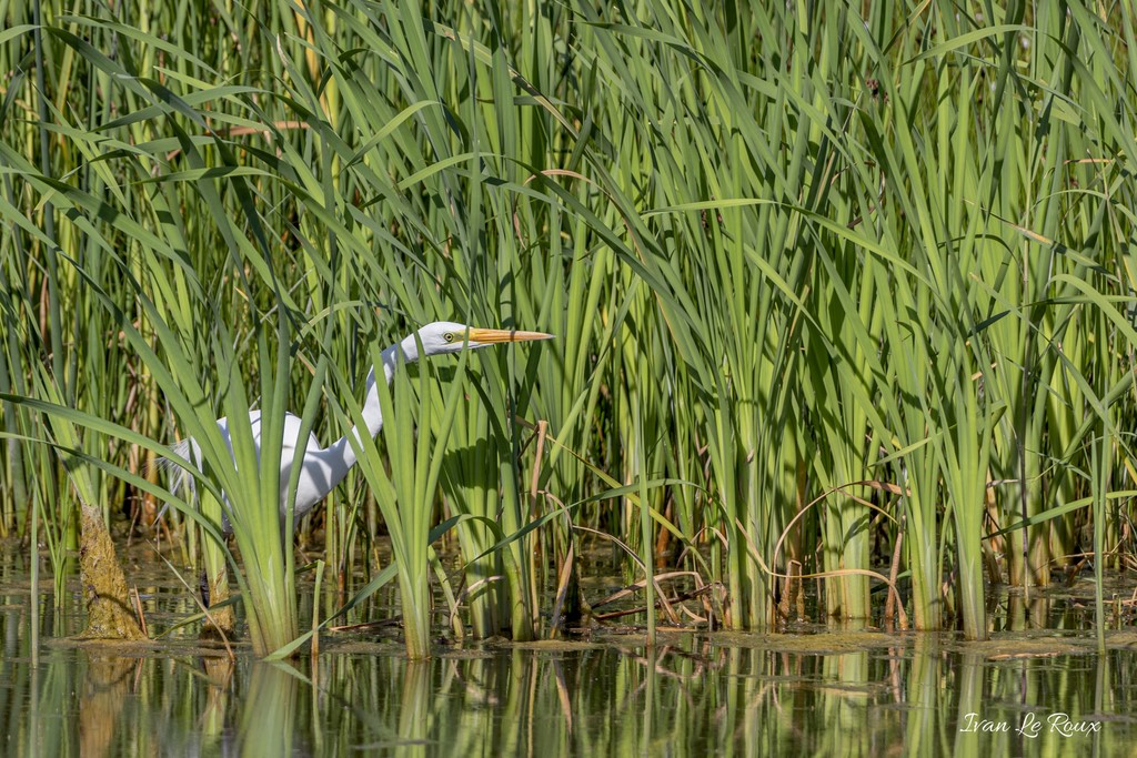 Grande Aigrette - Réserve Ornithologique du Grand Laviers (80) - 2020