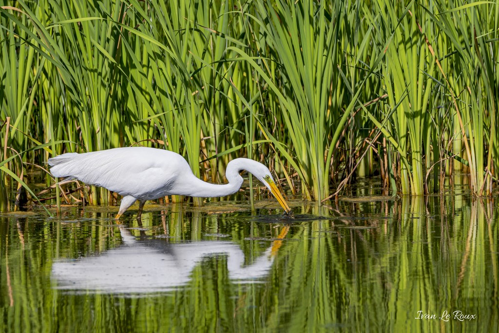 Grande Aigrette - Réserve Ornithologique du Grand Laviers (80) - 2020