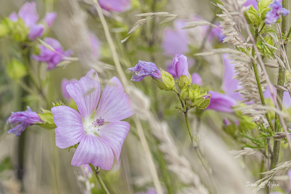 Lavatères sauvages - 2020