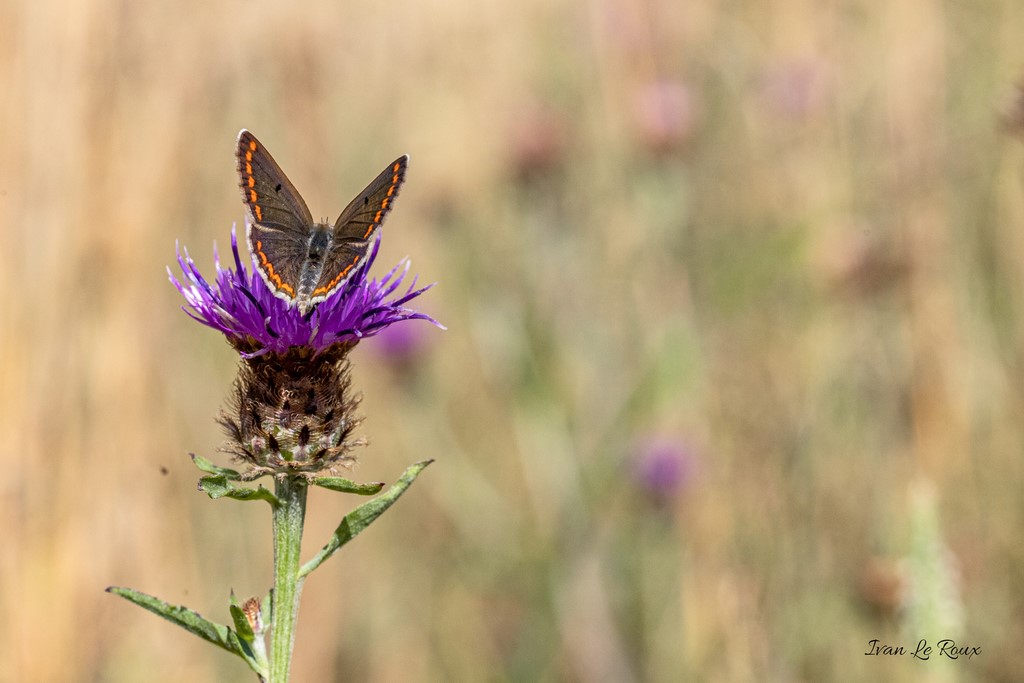 Collier de Corail - 2020