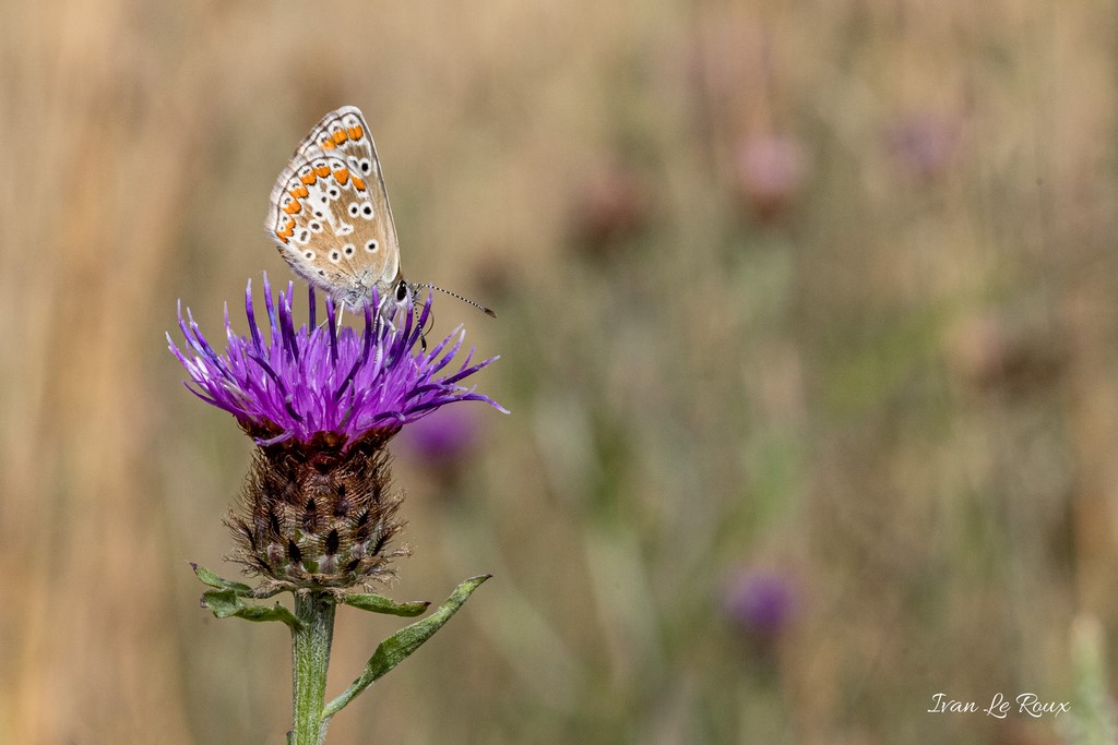 Collier de Corail - 2020