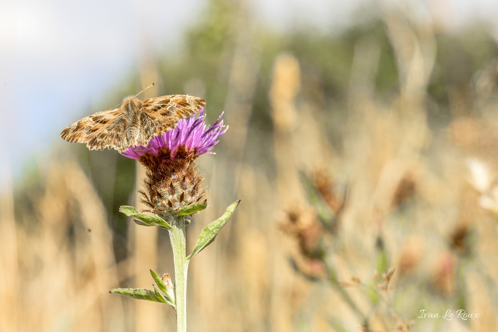 L'Hespérie de l'Alcée - 2020