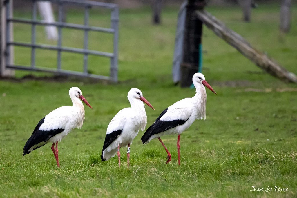 Cigogne - Romilly-la-Puthenaye (27) Collection Les Oiseaux du Jardin - 