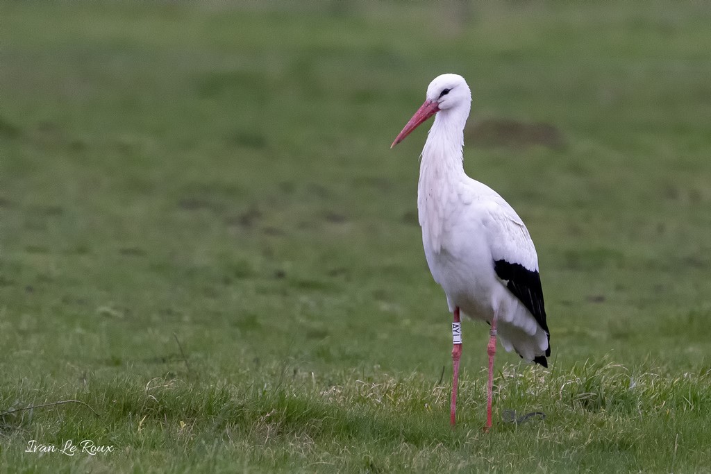Cigogne - Romilly-la-Puthenaye (27) Collection Les Oiseaux du Jardin - 