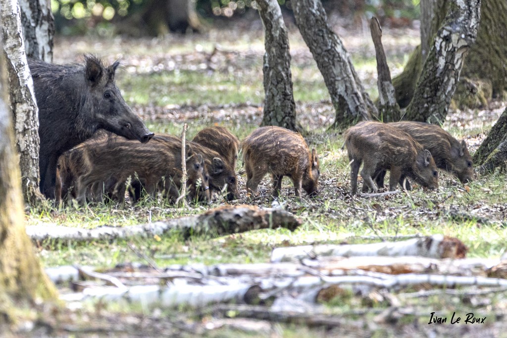 Sanglier et Marcassins - 2020